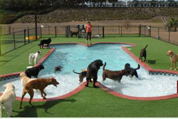 Orlando dog daycare - Fresh Prints Pet Resort